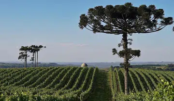 Brazil vineyard top destination 2020