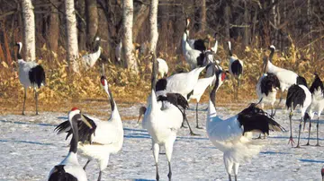 Hokkaido