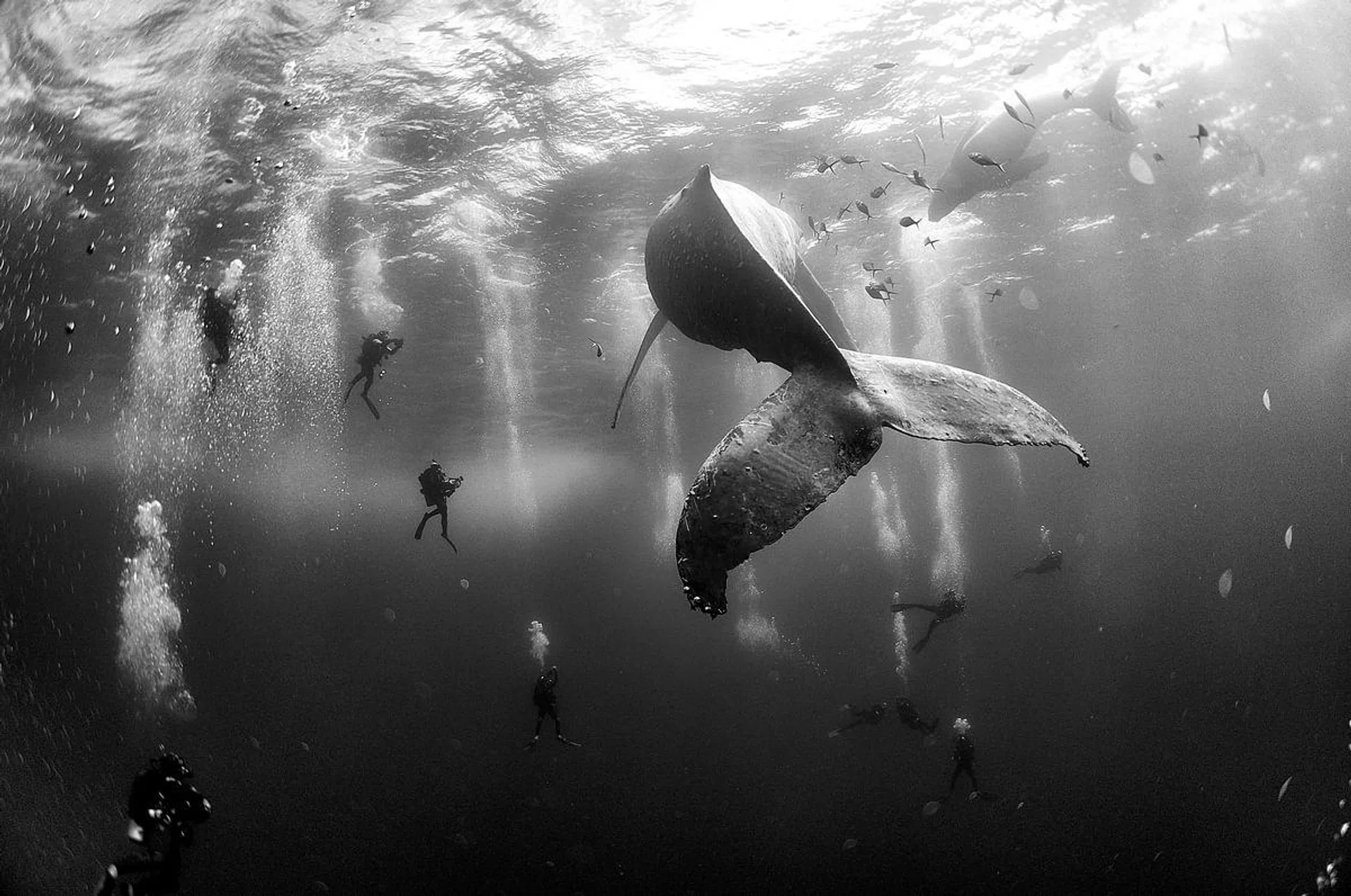 <center><h3>Anuar Patjane Floriuk, Mexico - Whale Whisperers</h3></center>