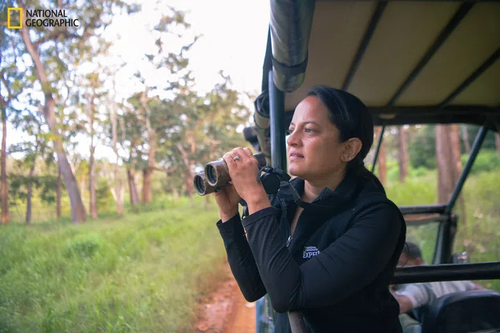 Rolex Awards Laureate Krithi K. Karanth on safari in India. Karanth launched Wild Seve in 2015, a conflict response system with a toll-free number for people to report incidents and receive support in applying for compensation from the government when they suffer losses