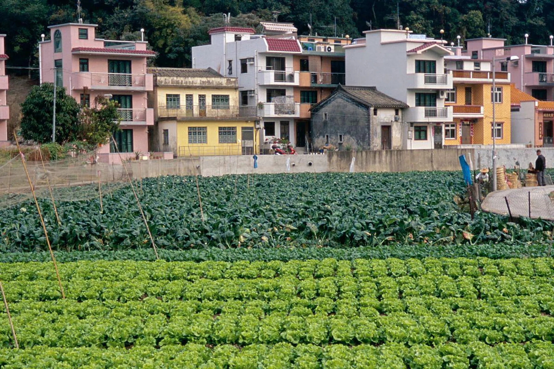 Colourful public housing estates are the first thing that visitors notice. (Photo: Hong Kong Tourism Board)