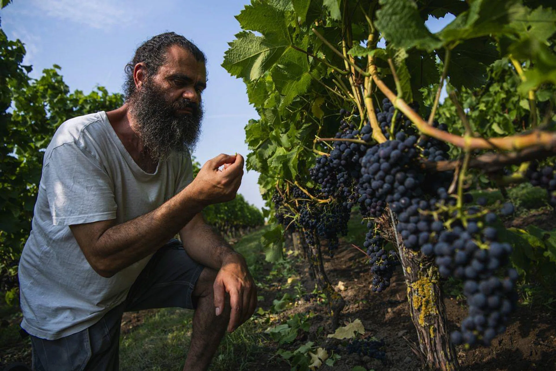 Murre Sofrakis, the winemaker at Fladie vineyard, looks at the grapevine near the city of Lund in Skane County, southern Sweden, on August 28, 2019. - Making wine in the Nordic countries is far from the glamour associated with Europe's famed wine chateaux: here the sun is fickle, the season is short and diehard aficionados work up more sweat than wine. (Photo by Jonathan NACKSTRAND / AFP) / TO GO WITH AFP STORY BY CAMILLE BAS-WOHLERT
