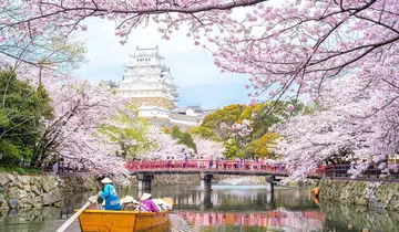 Cherry blossoms in Japan