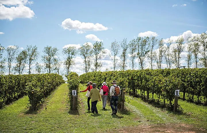 Borrodell Vineyards.