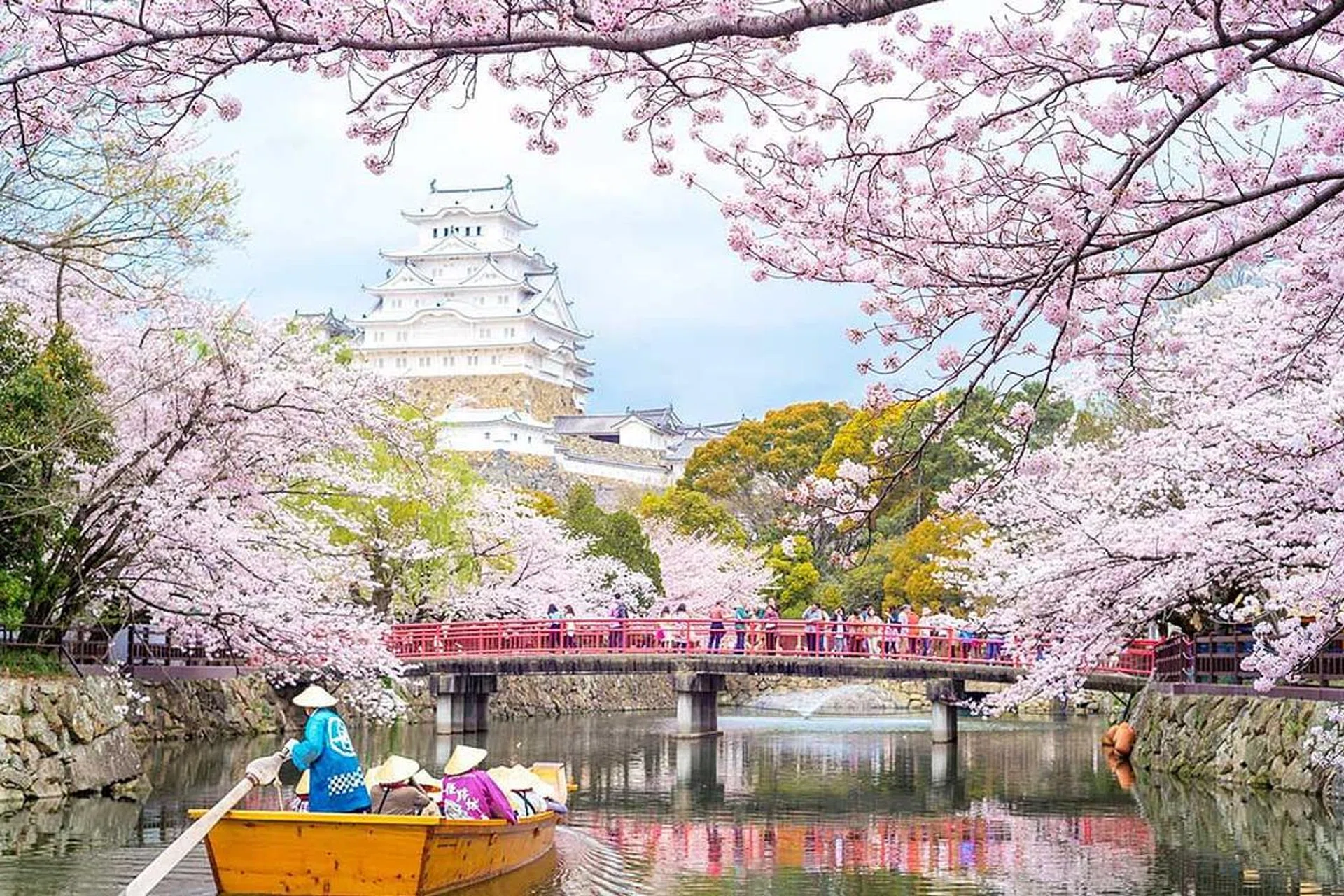 Cherry blossoms in Japan