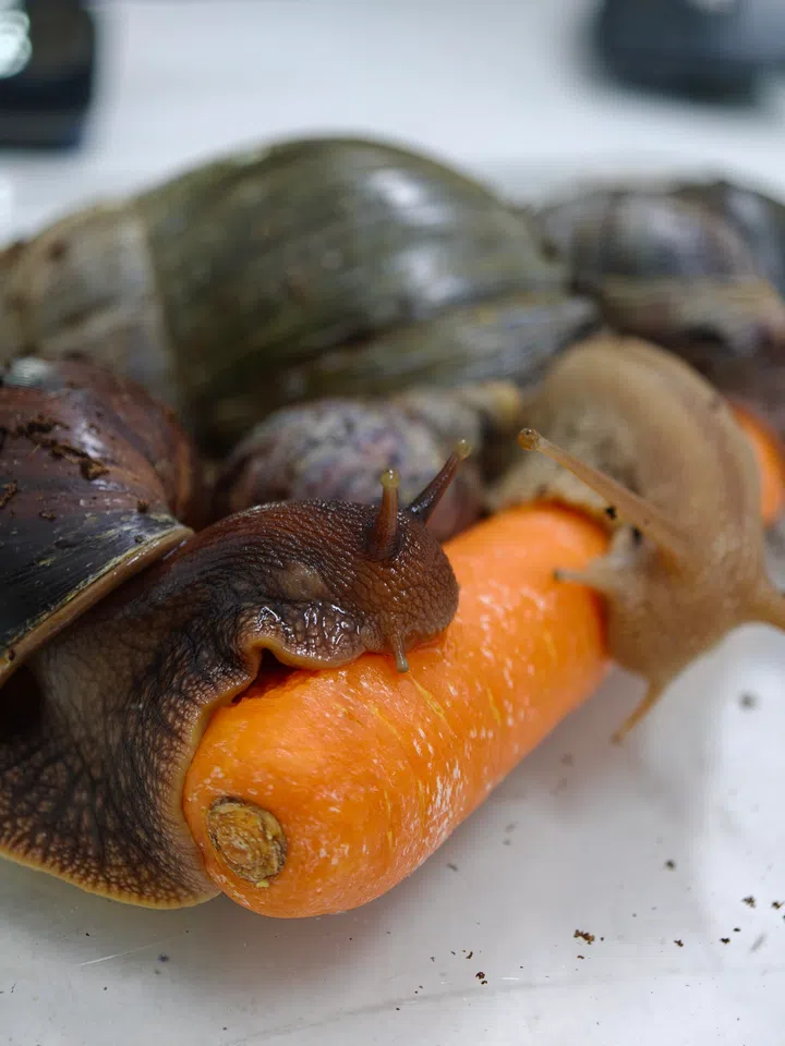 wholesnail