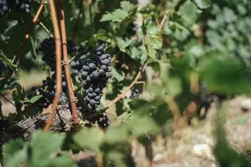 ao yun vineyard