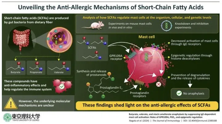 Gut microbes process dietary fiber to produce SCFA which have potent anti-allergic effects. (Photo: Tokyo University of Science)
