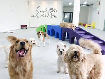 dog day care