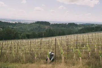 The goal at Niew Vineyards is to make the most ethereal Oregonian wine there is