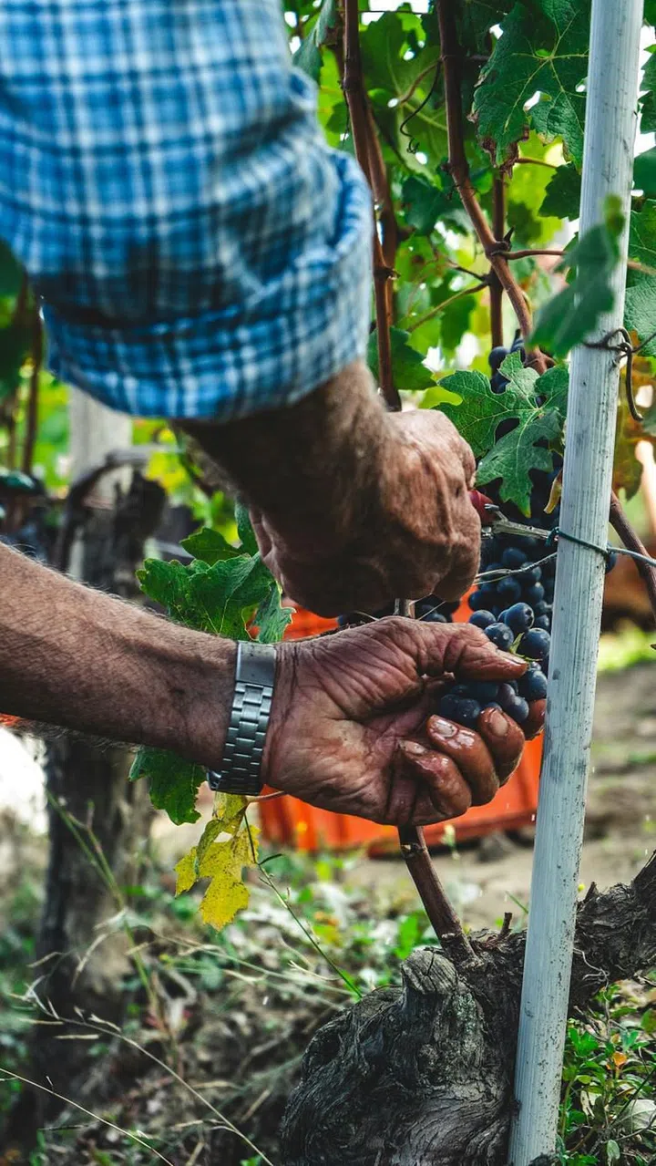 Harvesting Nebbiolo grapes in Serralunga, Italy, where the grapes will be used in the process to make Barolo. (Photo: Unsplash, Andrea Cairone)