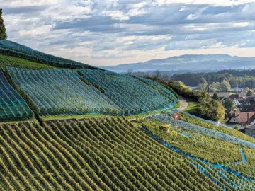 swiss wines 