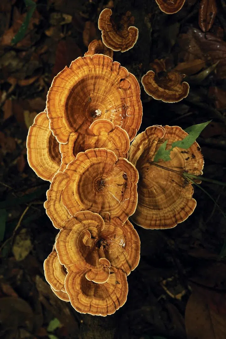 The Coltricia Perennis or Tiger’s Eye fungus found on rotting logs on the forest floor. (Photo: Peter Ong)