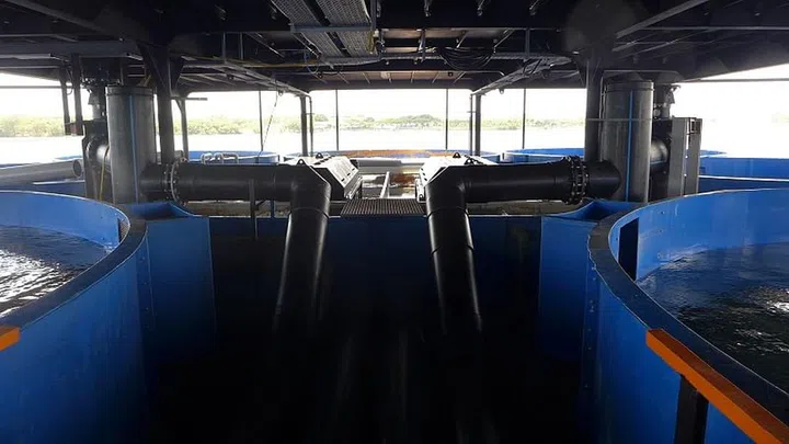 Tanks containing fish at Singapore Aquaculture Technologies' smart fish farm.