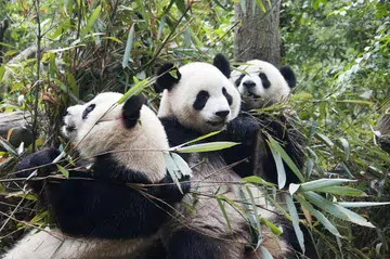 Panda_trio_sichuan_china-1024x681