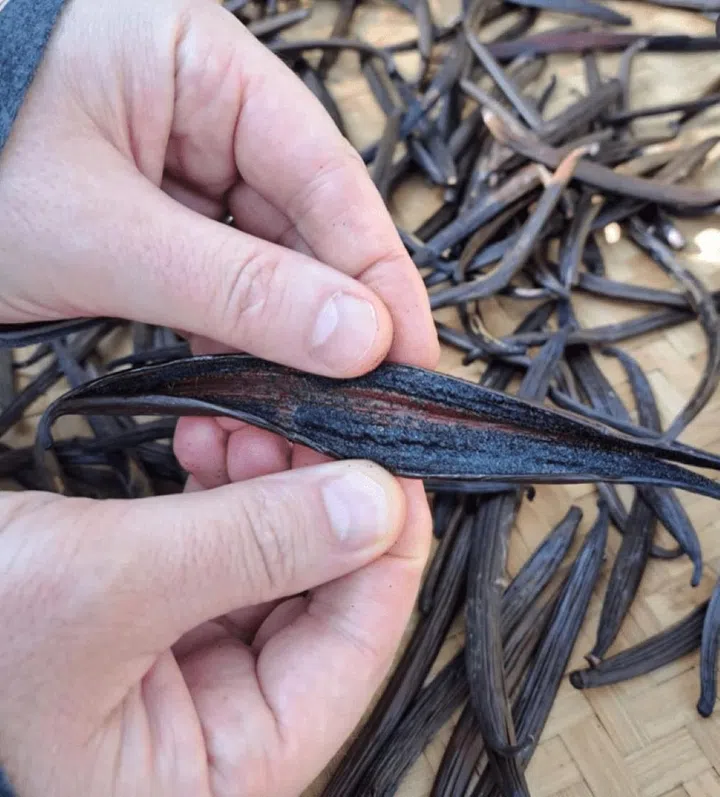 Discovering premium vanilla in Sukabumi, West Java. (Photo from Makoto Arami/Instagram)