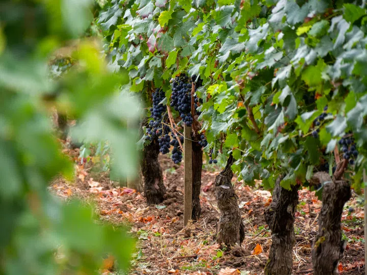 bordeaux wine