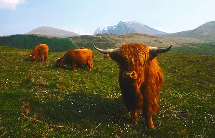 Raised primarilyfor meat, ScottishHighland cattle with theirshaggy fur are a quirky,permanent fi xture inthe local landscape.