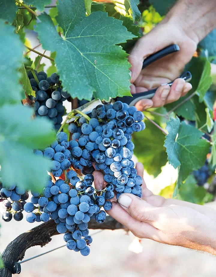 Bodega Son Mayol