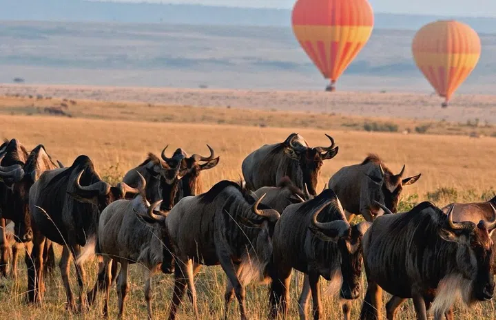Wildebeest
