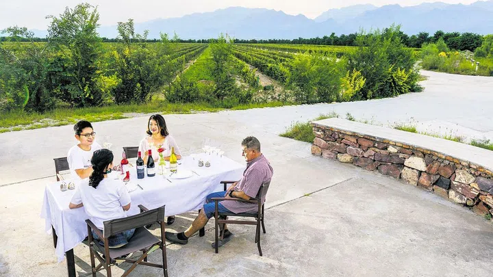 Vineyard tours in Ning Xia