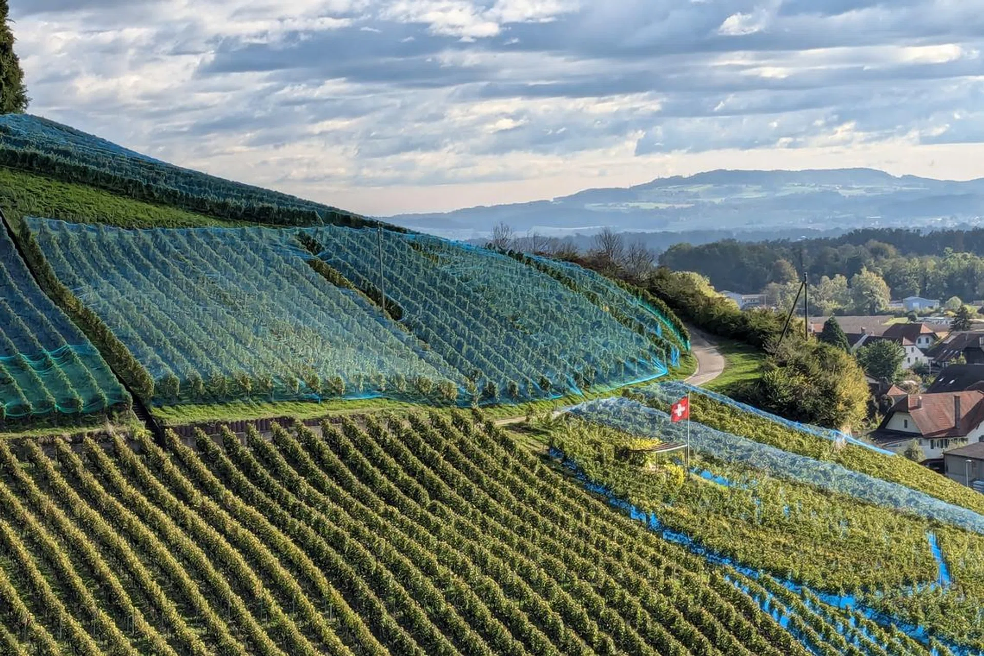 swiss wines 
