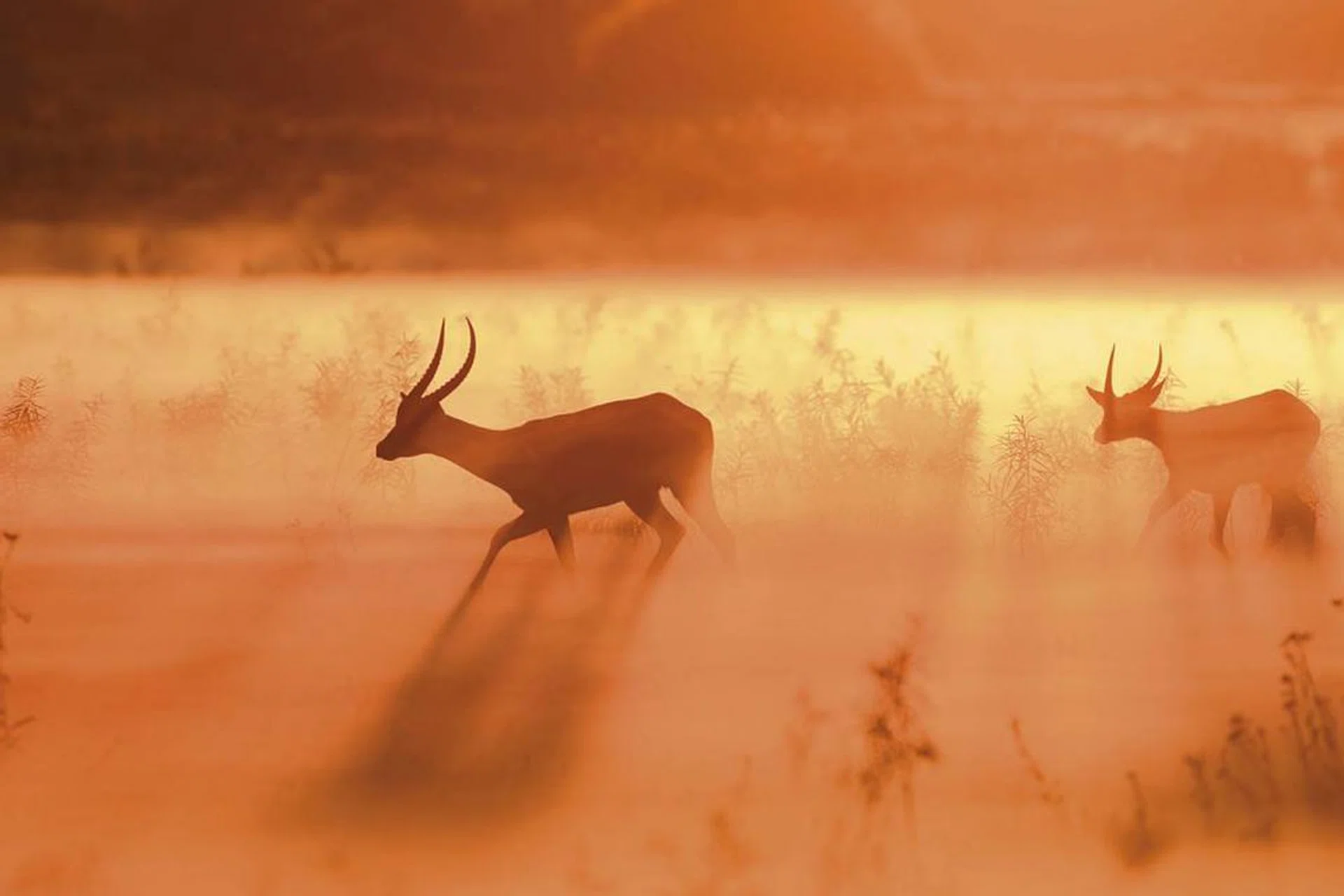 m-van_-oosten_bot_160430_12833-1200x675