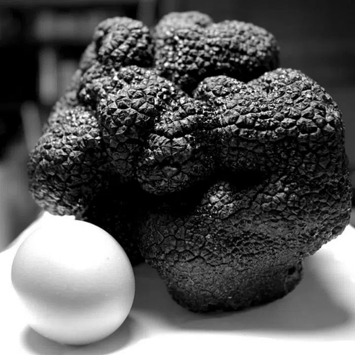 tuber melanosporum, the big black truffle by Venture Makers