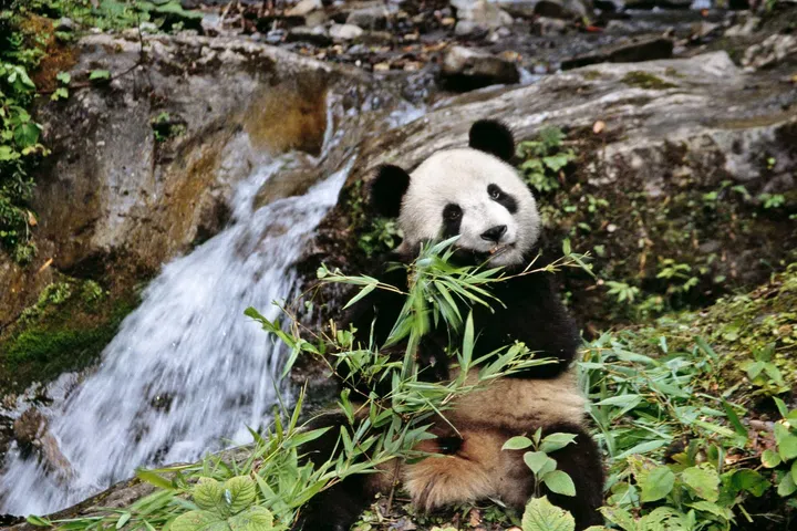 Rolex supports the protection of giant pandas in China
