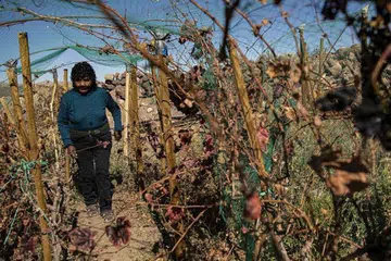 Cecilia Cruz, chile winemaking, Atacama desert