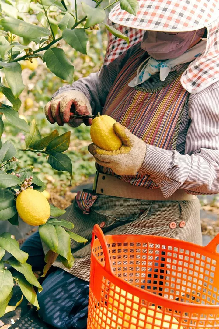 A farmer picking lemons grown in Jeju.