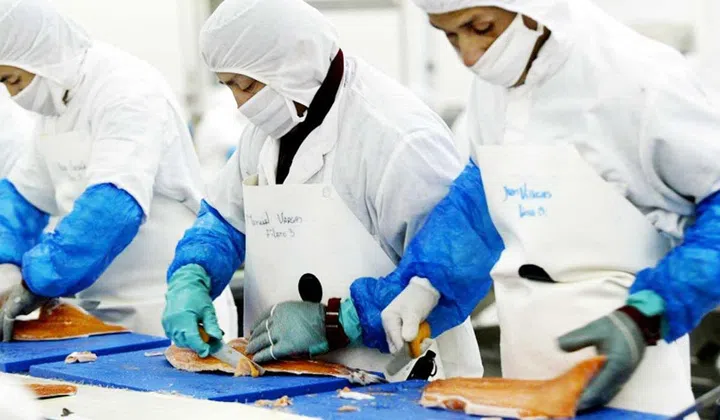 The world's second-biggest producer of the juicy pink fish after Norway, Chile earned $3.8 billion from farmed salmon last year. © Martin Bernetti - AFP