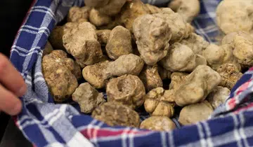 truffle