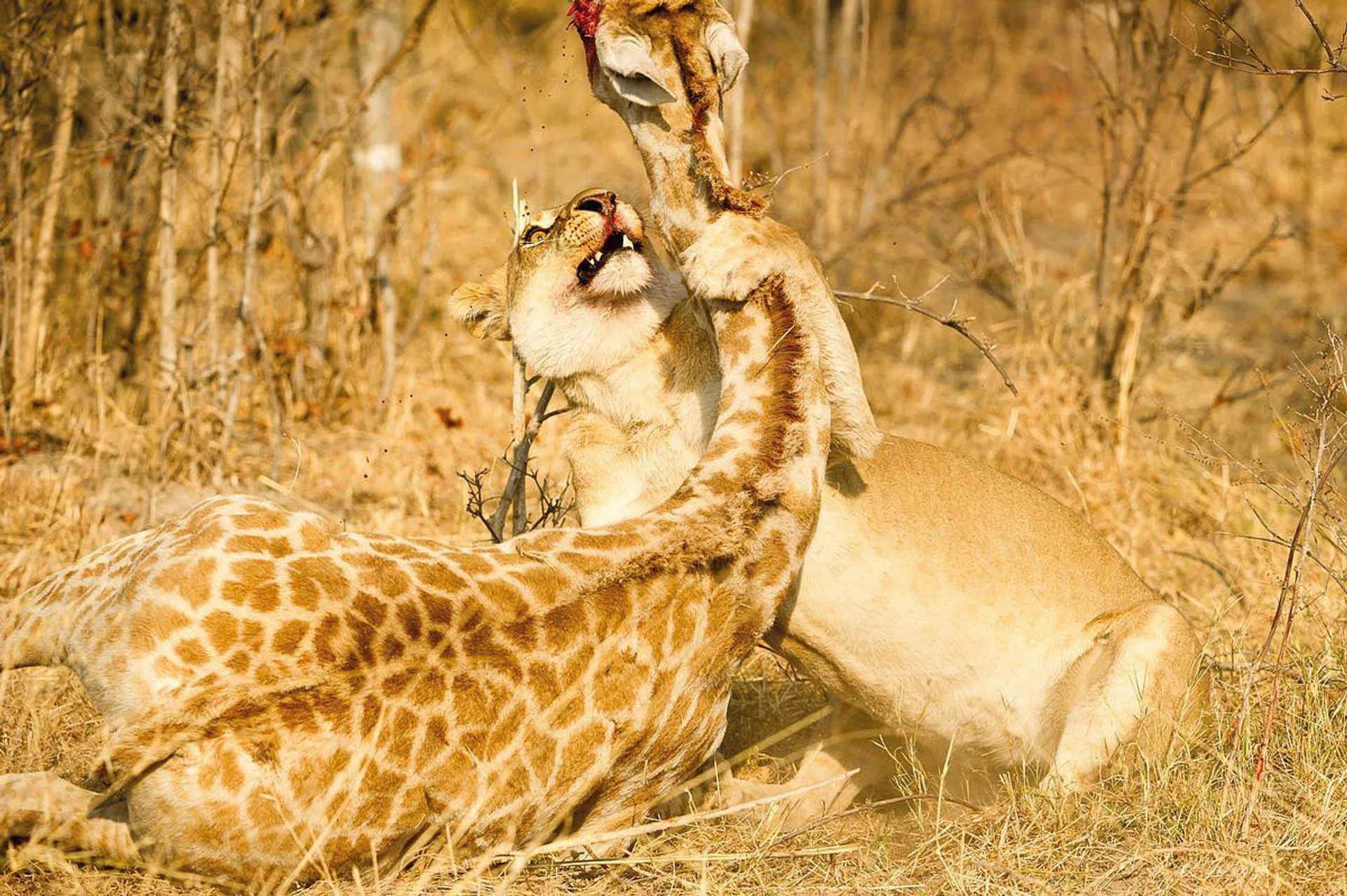<b>DEATH DANCE: BODUMATAU, MOREMI RESERVE, BOTSWANA</b><br> We were driving around just before tea time when we noticed a lone lioness camouflaged in the grass, in a position that said: "Hunt!" We could see a family of giraffes – parents and a calf – wandering across the plains, so we found a spot in between to wait. The lioness padded right by our vehicle, glancing once in our direction before locking eyes on her prey. Once the giraffes entered the tree line, she gave chase, knowing they would not be able to escape with the trees in the way. We found her later with the calf in her mouth, one eye already turned out. For 40 minutes, she ate it while it was still alive. It was brutal, but that's the reality of nature.