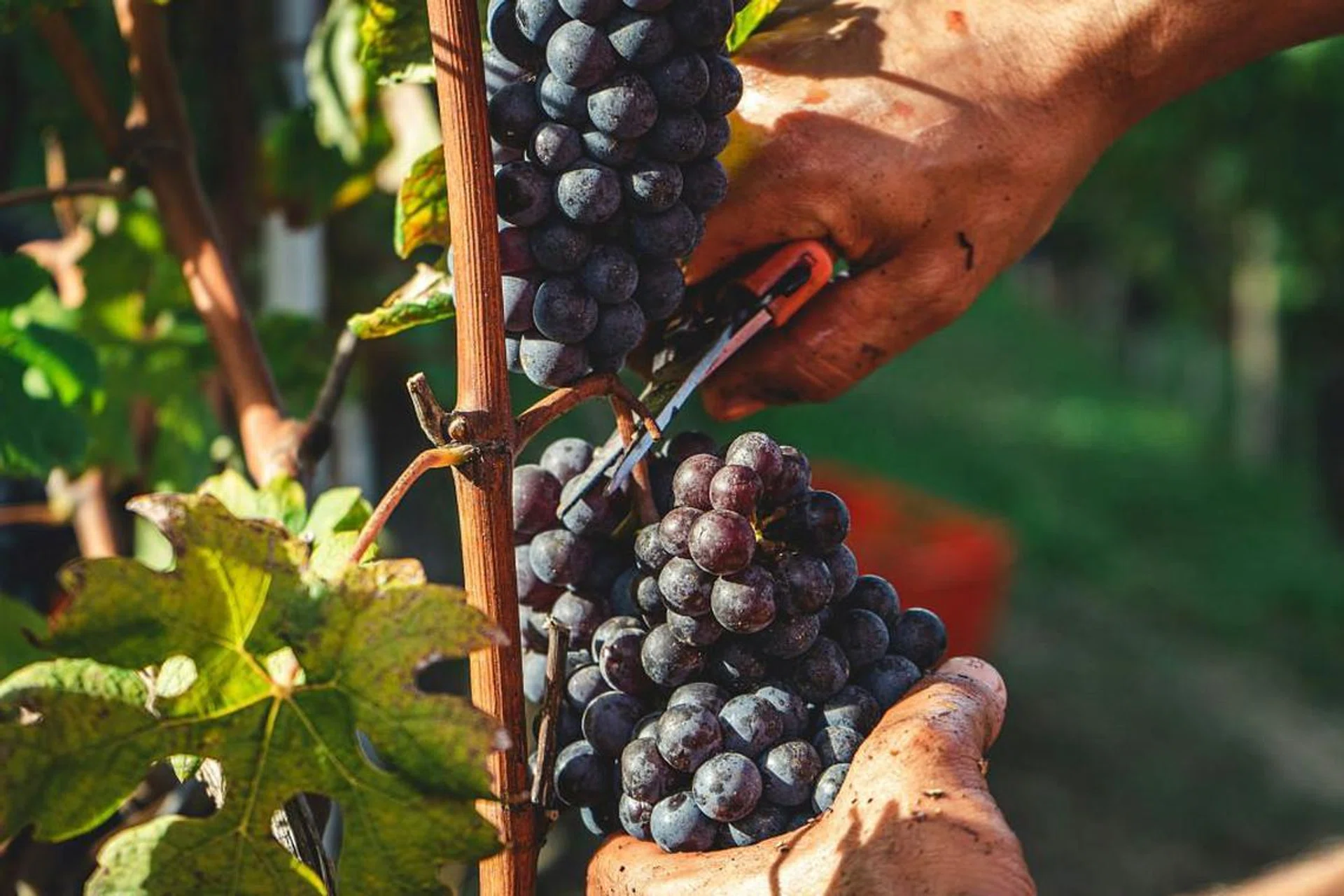 barolo