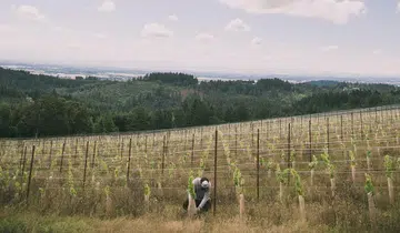 The goal at Niew Vineyards is to make the most ethereal Oregonian wine there is