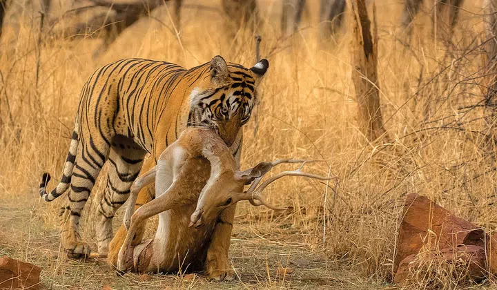 A Royal Bengal tiger with its chital prey in Rajasthan, India.