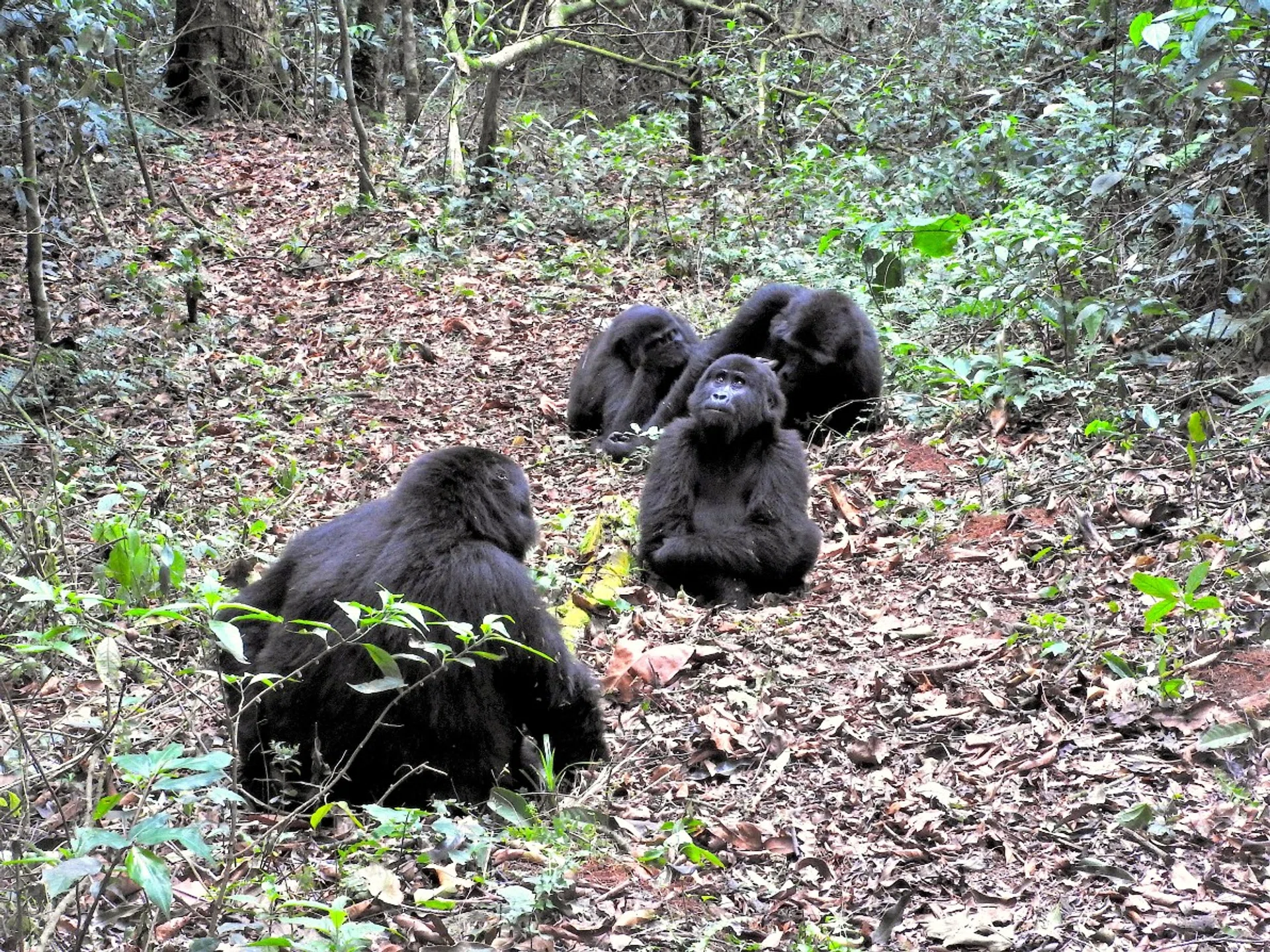 gorillas