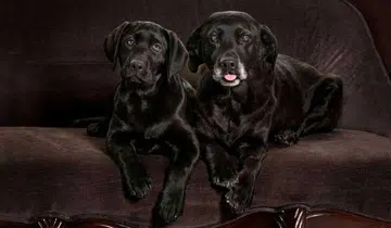 pet cloning