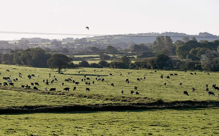 Based on a farm in West Dorset, UK, Black Cow Vodka uses what is left over from grass grazed cows milk after making cheese as its source ingredient. Dairy cows graze on nearby fields while the vodka is distilled and bottled by hand.