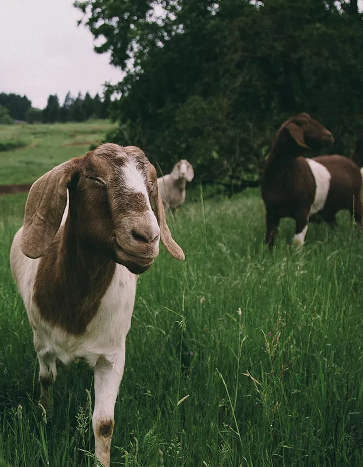 The goal at Niew Vineyards is to make the most ethereal Oregonian wine there is