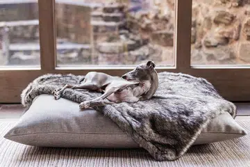 Charley-Chau-pet-day-bed