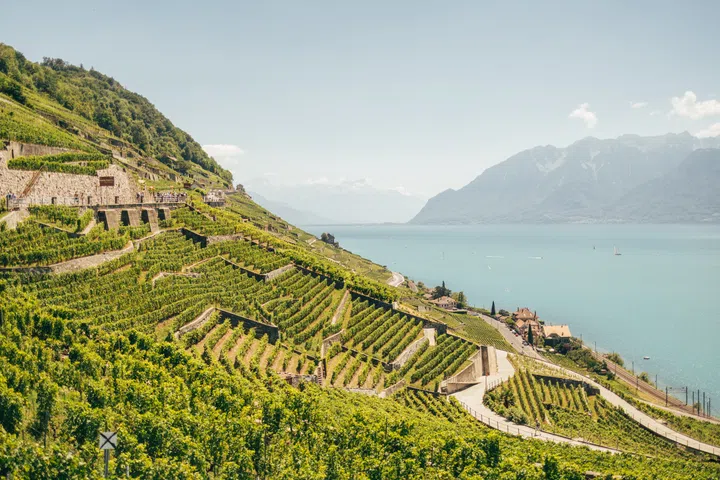 swiss wines