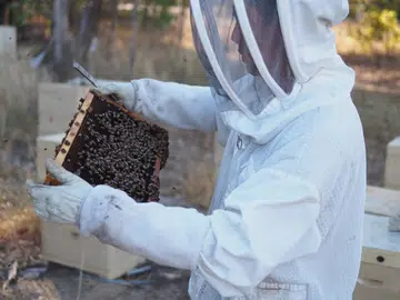 bee bee