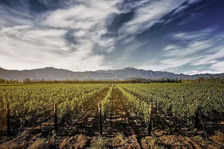 A vineyard in Shandong Peninsula. (Photo: Andaz Singapore)