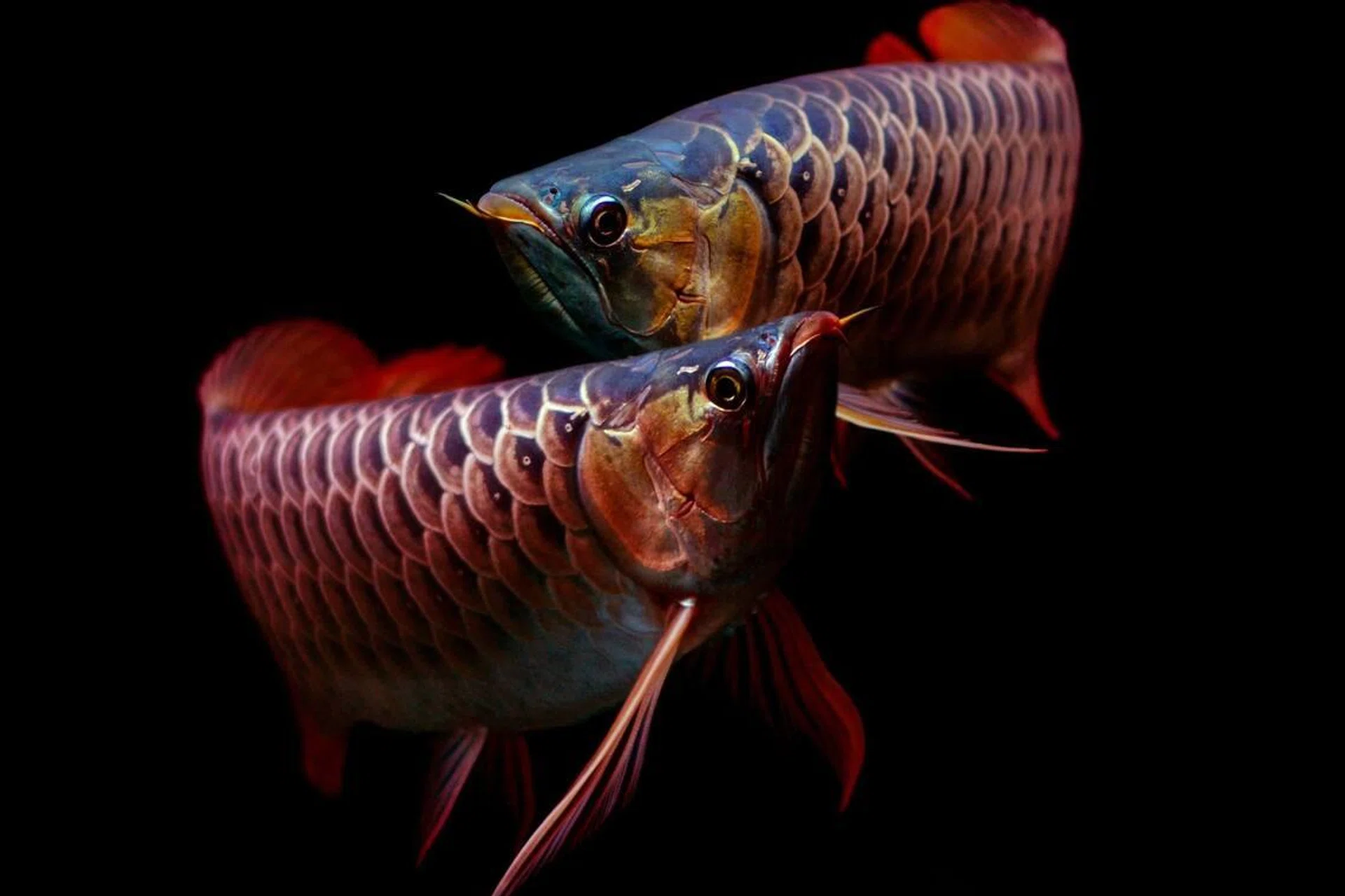 arowana
