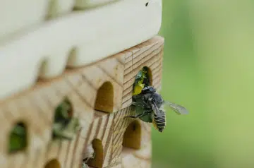 Bee-Hotel-Refugio-Mexico-by-Gabriel-Calvillo