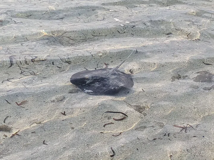A whipray in the lagoon. (Photo: Kenneth SZ Goh)