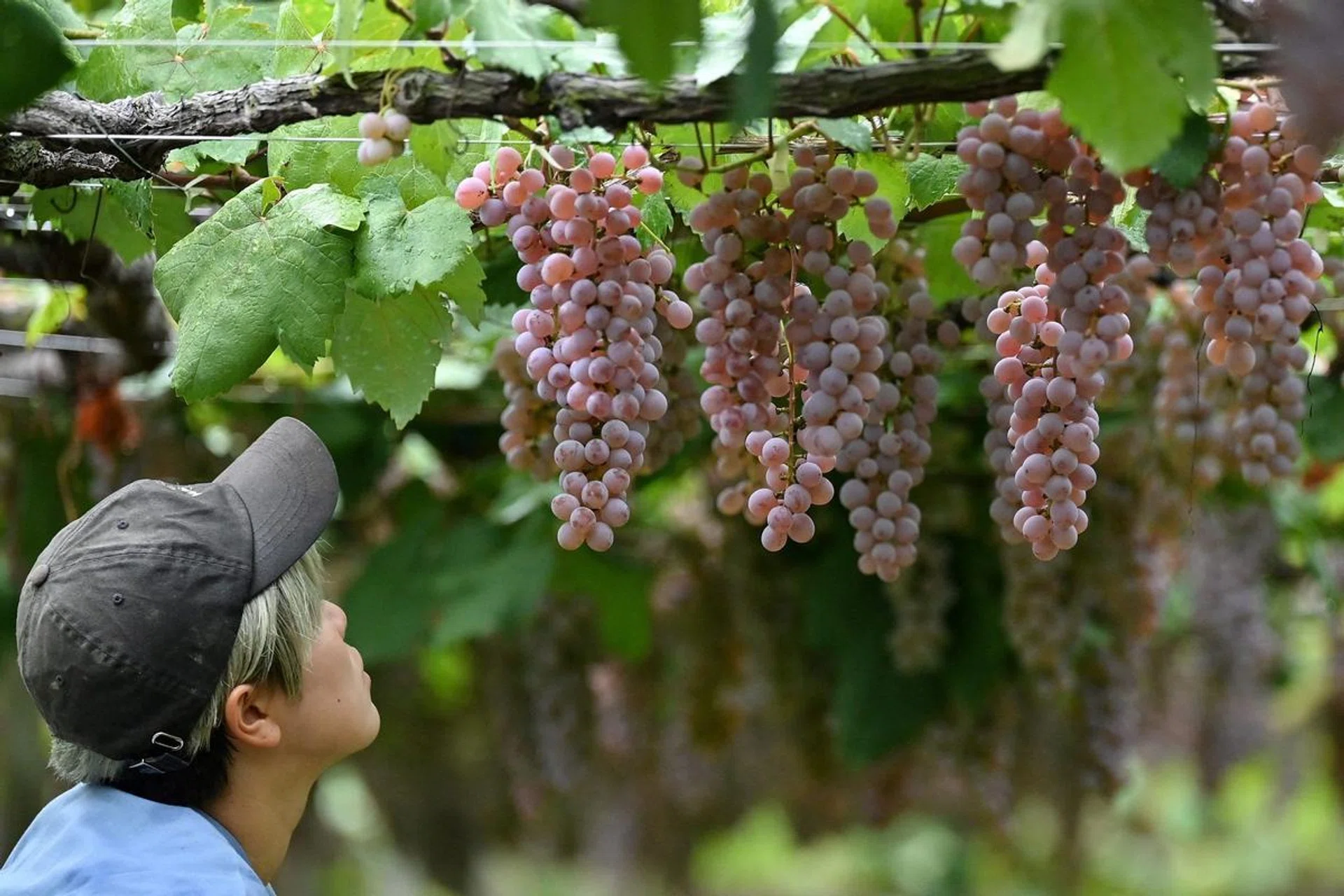 Japanese koshu wine grapes japan