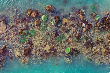 An embayment at East Coast Park overrun with corals